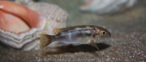 Metriaclima lanisticola 'Chemwezi Rocks'